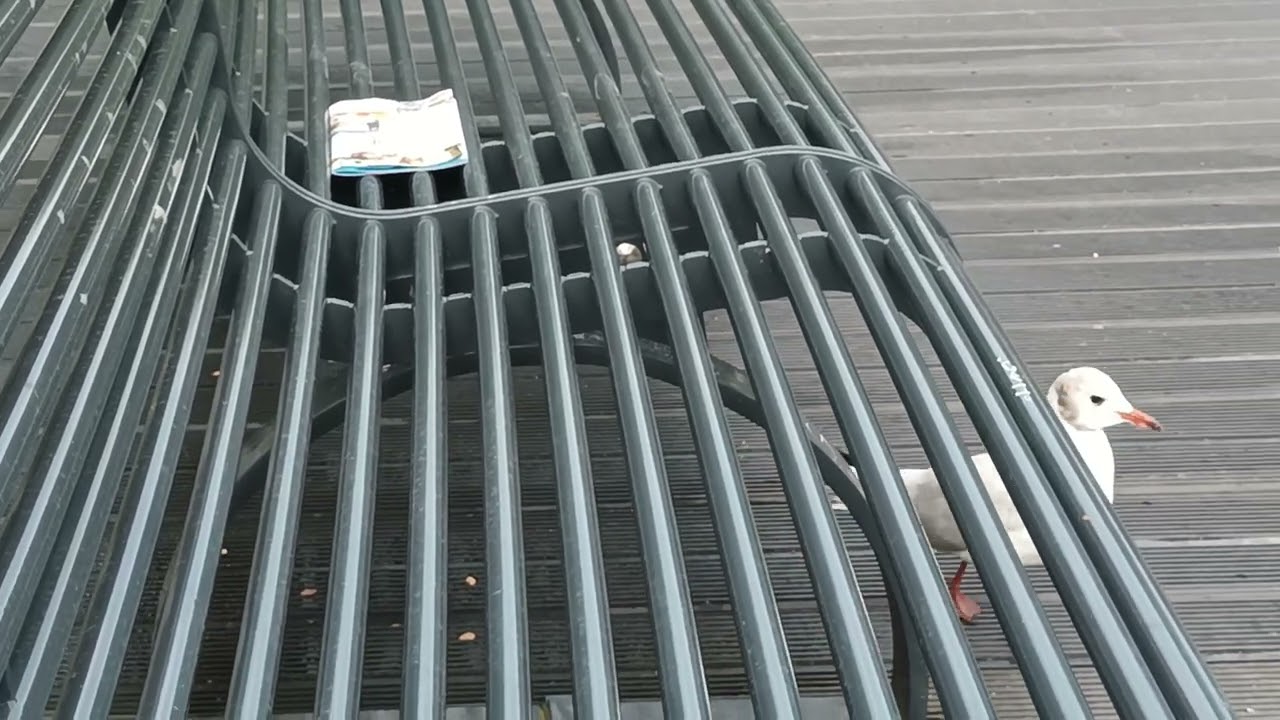 Kieler Kiel - Mövenedition