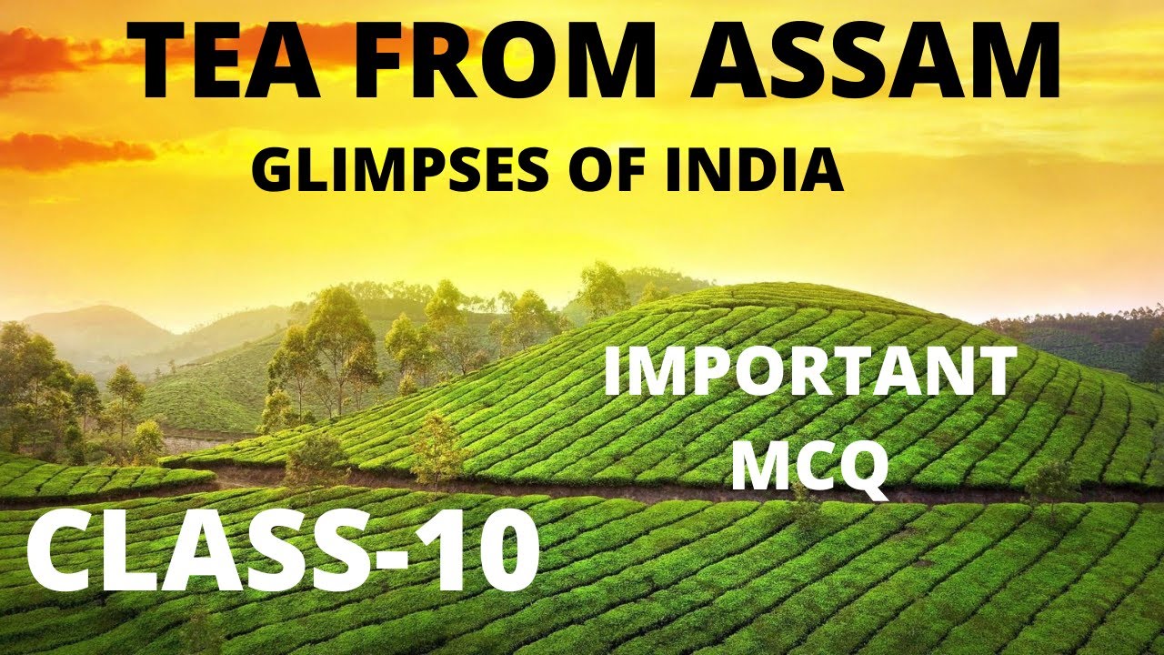 MCQ 'S of Tea from Assam// class 10//Glimpses of India//important  mcq's