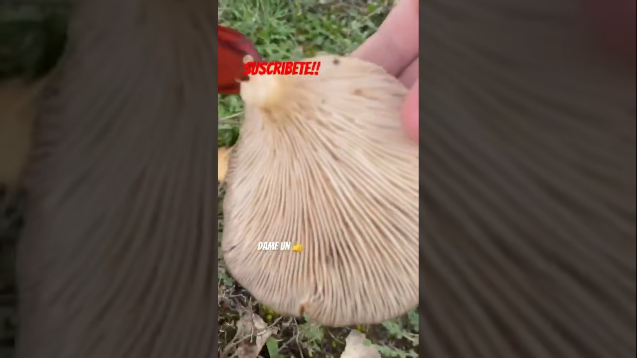 Seta. Seta de cardo. Pleurotus. Cogiendo setas. #setas #hongos #hongo