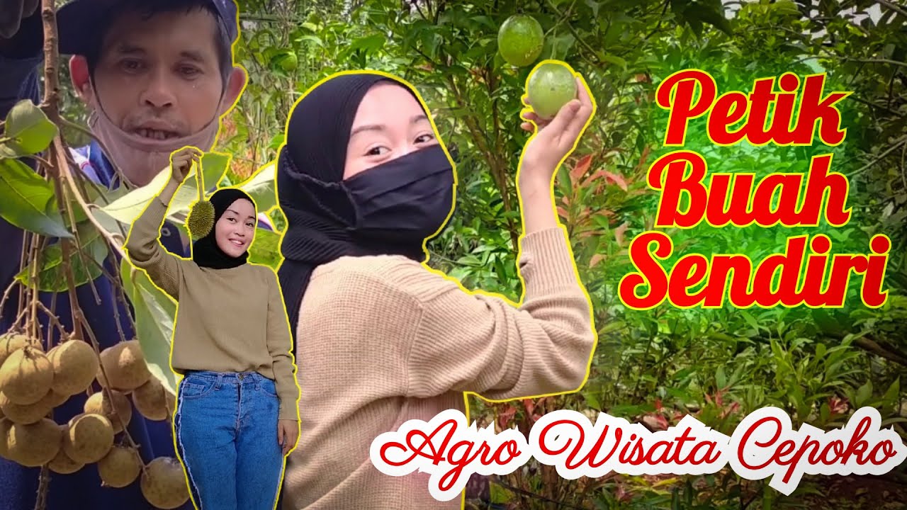 WISATA SEMARANG || Wisata Kebun Buah di 