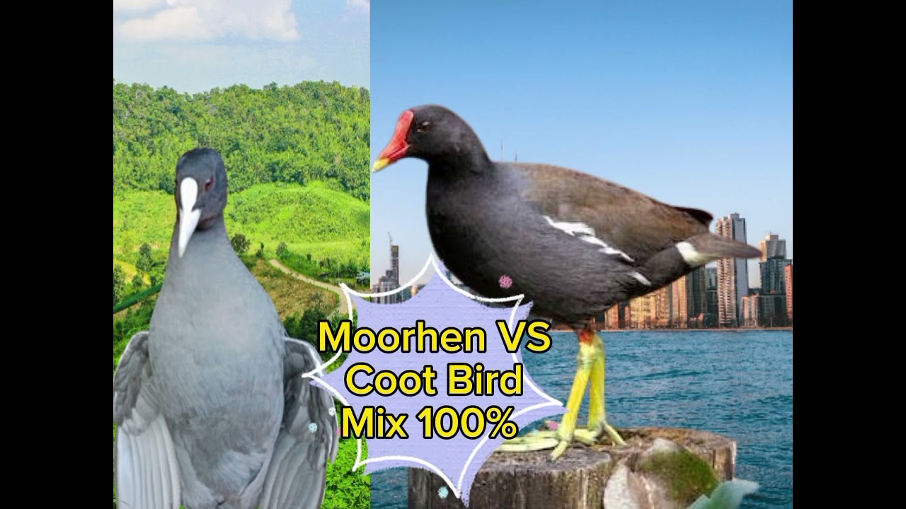 কালকুছ পাখি এবং ডুংকোর পাখির মিক্সার ডাক 100% Coot Bird VS Moorhen Bird Mp3 sound