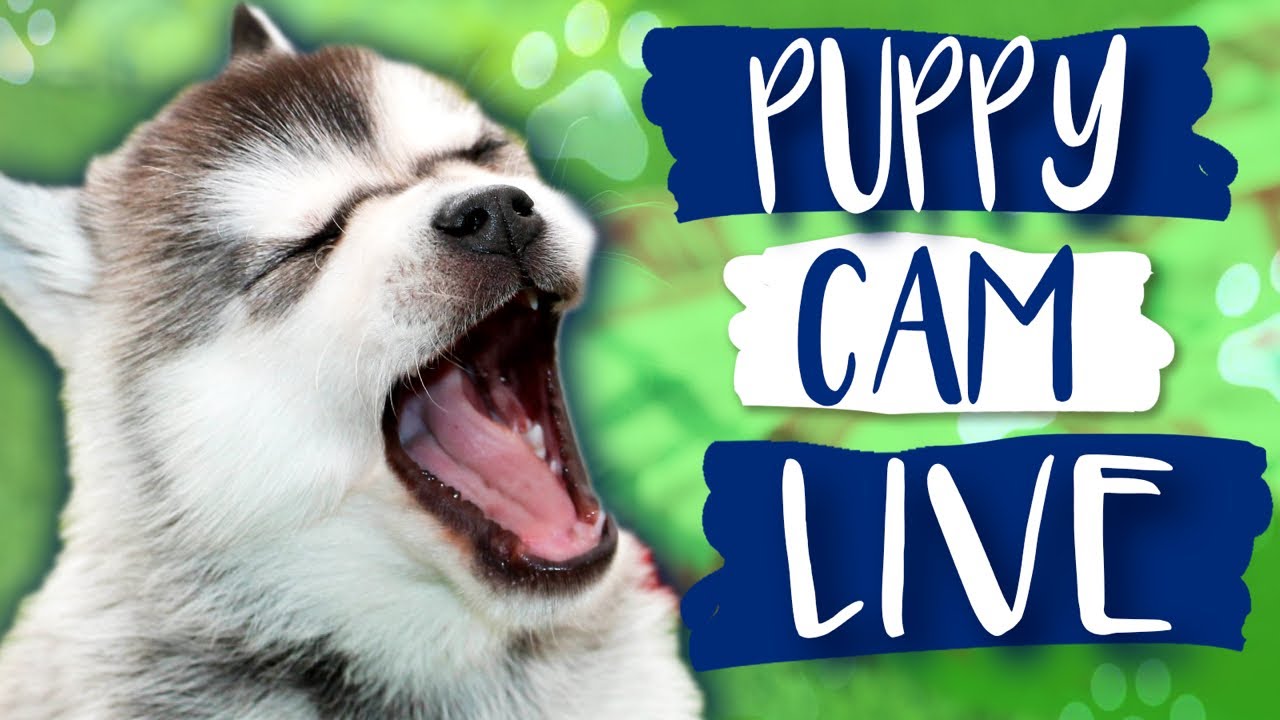 Klee Kai Live Puppy Cam - Kika’s Klee Kai