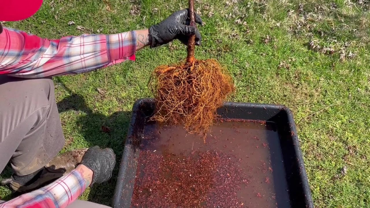 How and Why I Rinse Tree Roots Before Planting