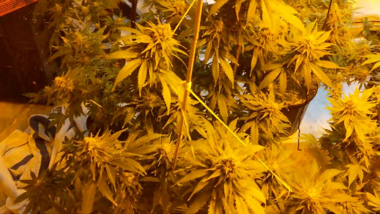 Week 7.5 flowering - AMCPR Medicinal grow.