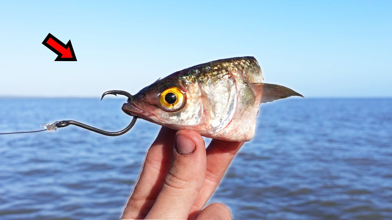 Fishing with Mullet to Catch GIANT Fish!!