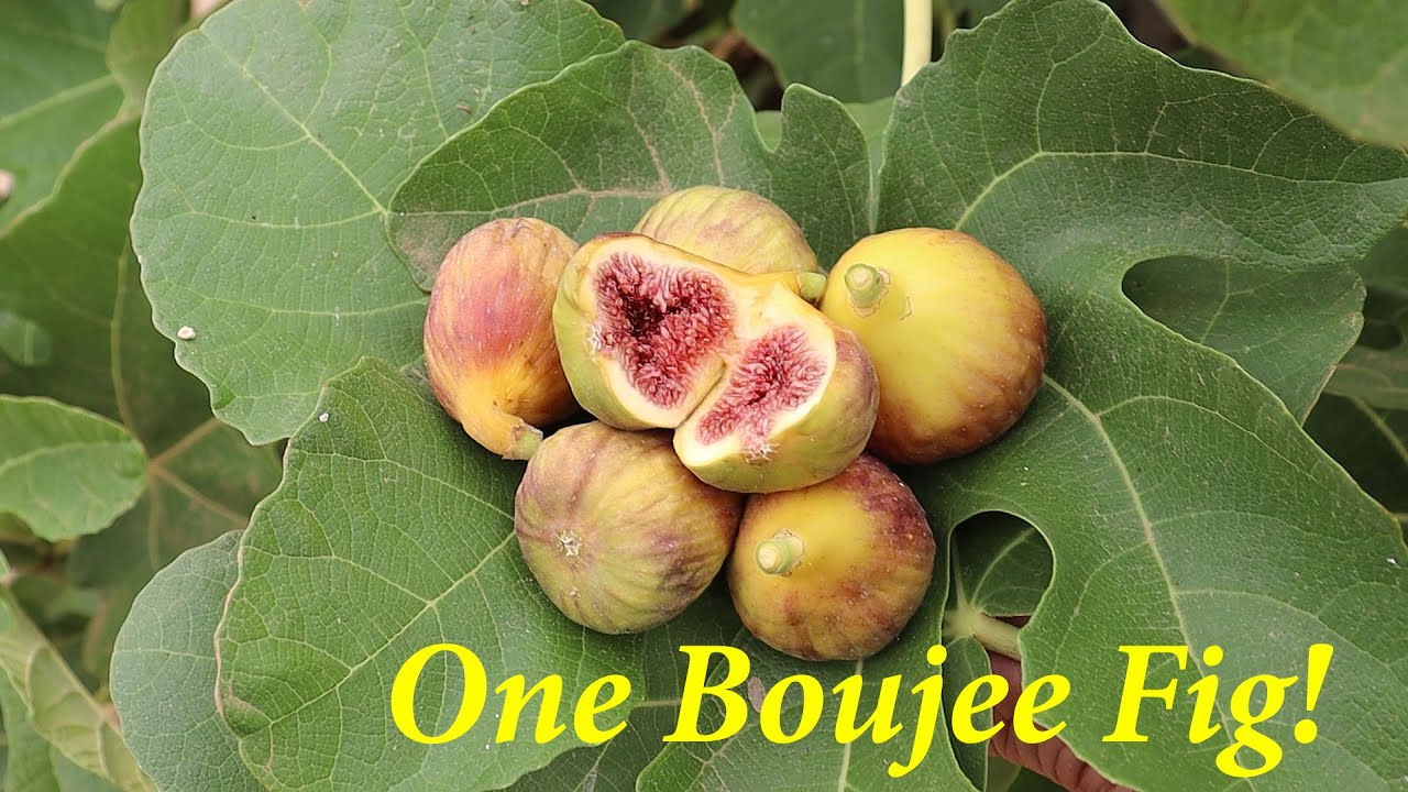 Bourjasotte Grise Fig, Is it Worth Growing in AZ?