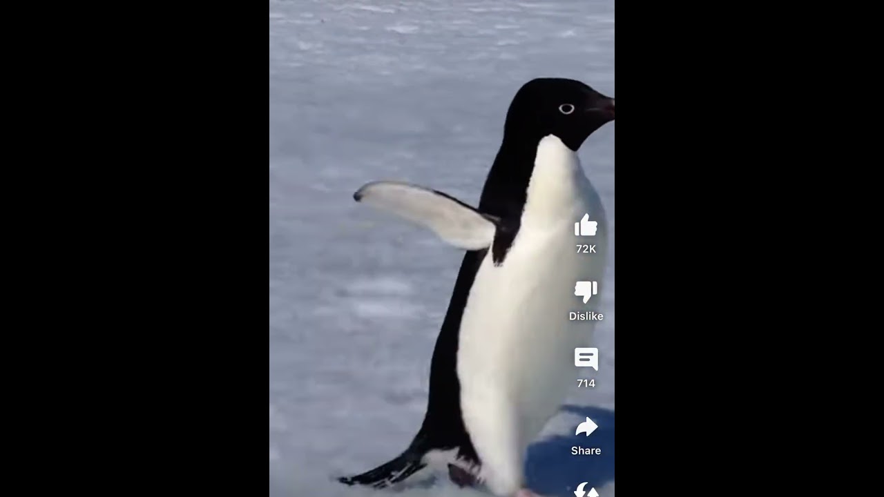 Penguin running