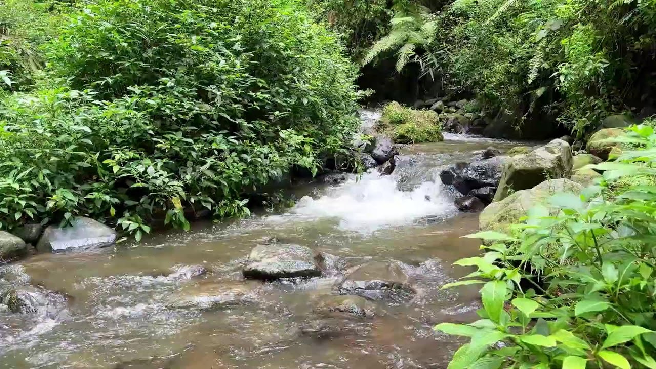 Soothe your mind gently with soft river ambience around a shaded forest stream for sleep