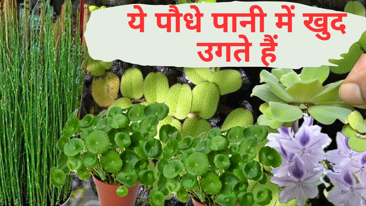 सिर्फ पानी में उगाएं ये 5 पौधे | Zero Soil Needed! | Aquatic Plants for Lazy Gardeners 