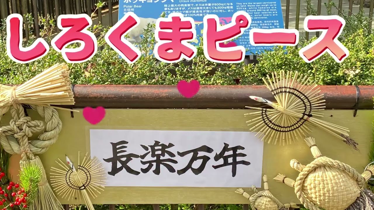 今日のしろくまピース❤️2026年1月3日【新年】とべ動物園