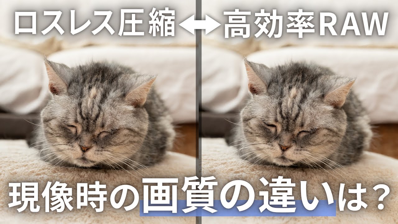 【ニコンZ｜写真】RAWの記録形式｜ロスレス圧縮と高効率RAWの画質の違いを検証