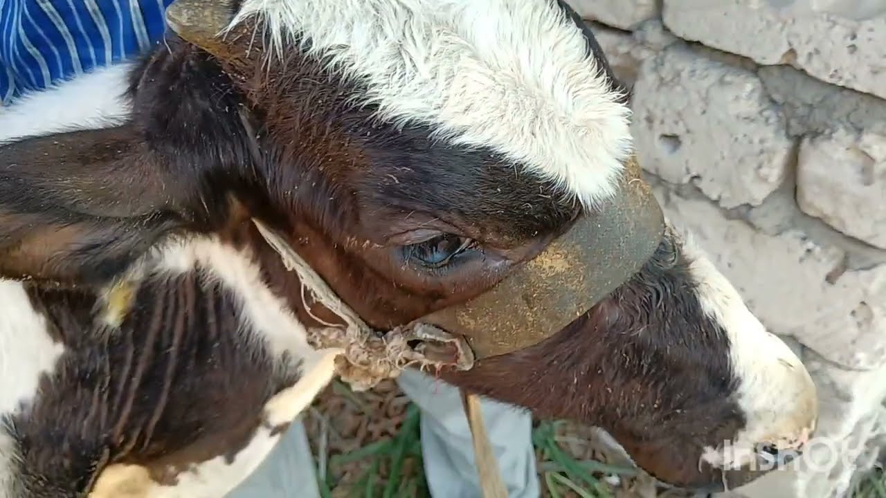 الاصابه بطفيليات الدم الثيلاريا الاسباب والاعراض. العلاج والوقايه