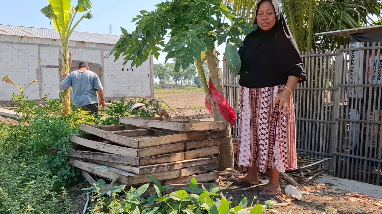 kesibukan emak dan balak hari ini