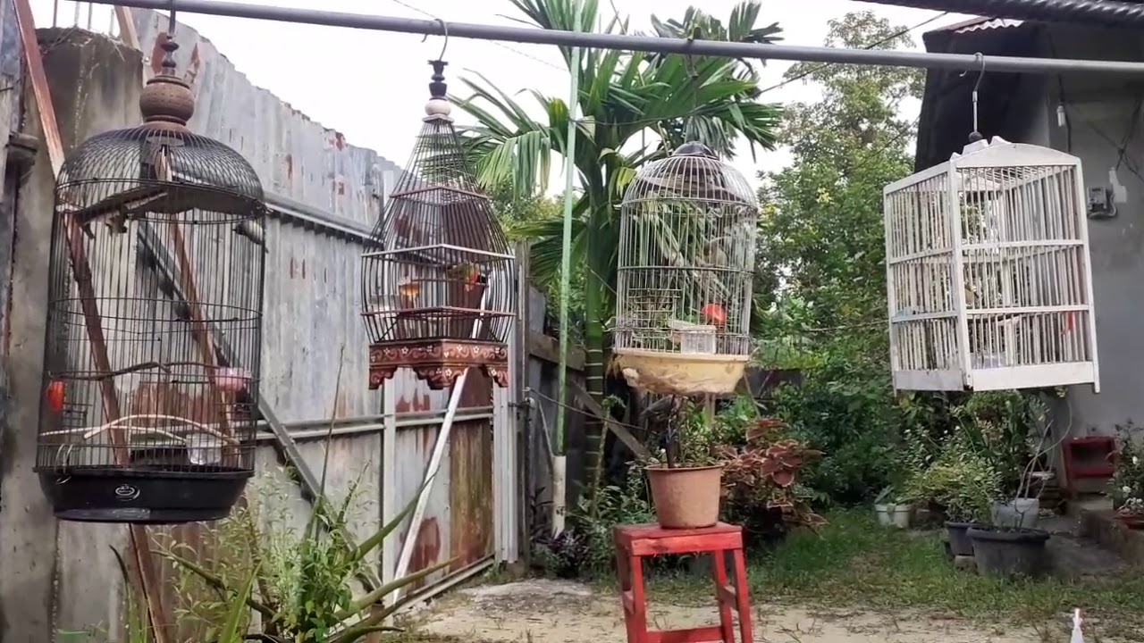 Pleci auriventer koloni rumahan di pagi hari