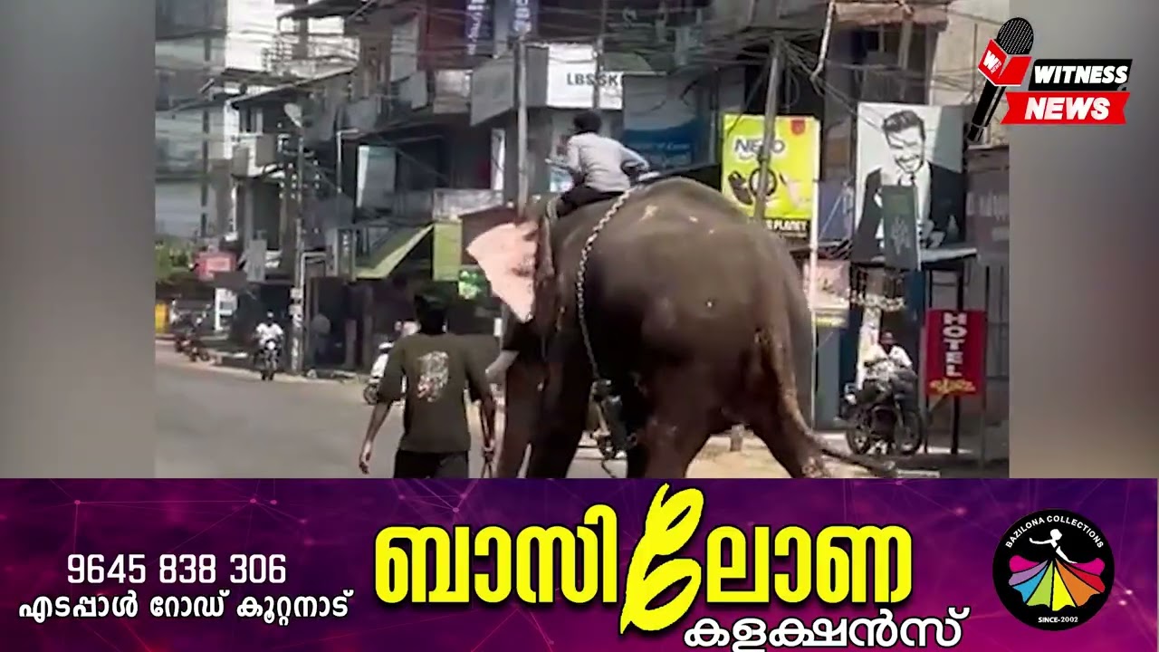 തൃത്താല സെൻ്ററിൽ​ആനയിടഞ്ഞു, പക്ഷേ പണിമുടക്ക് തുണയായി; തൃത്താലയിൽ വൻ അപകടം ഒഴിവായത് തലനാരിഴക്ക്