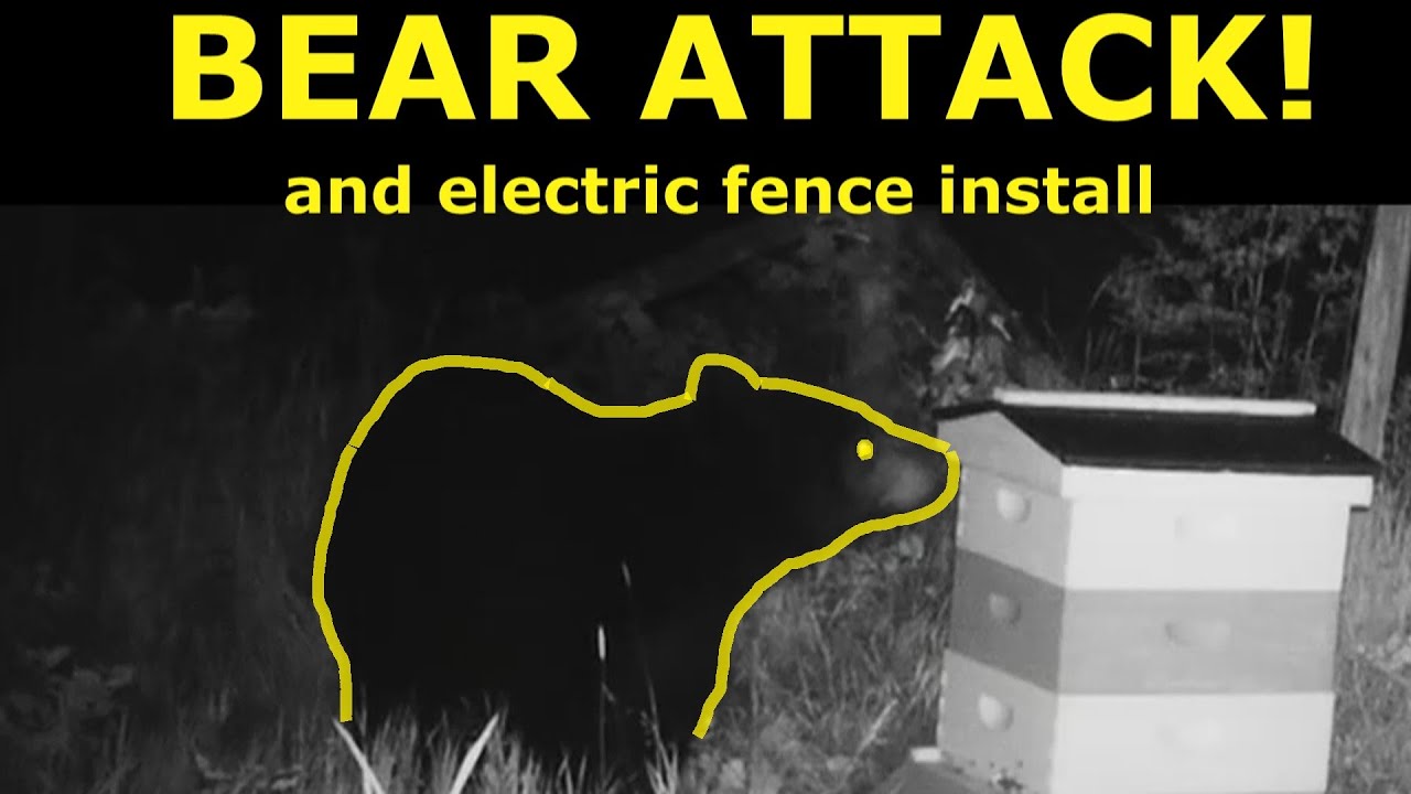 A Bear Attacked Our Bees And We Put Up An Electric Fence