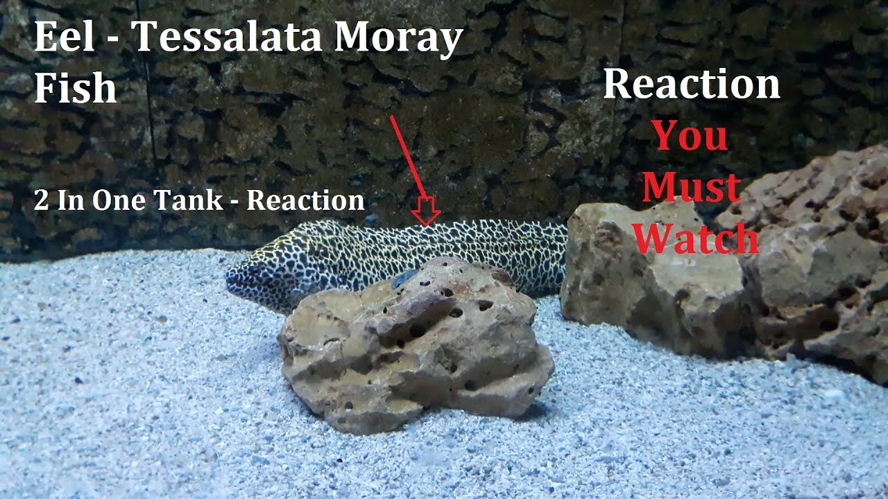 Eel - Tessalata Moray Fish In Aquarium I OV Channel Studio