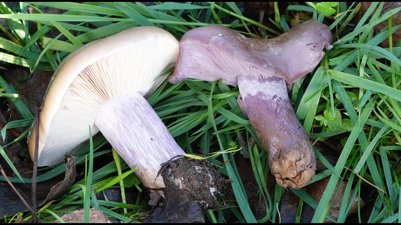 Lepista nuda y Lepista personata  -  Pie azul y pie violeta | Diferenciar setas 🍄
