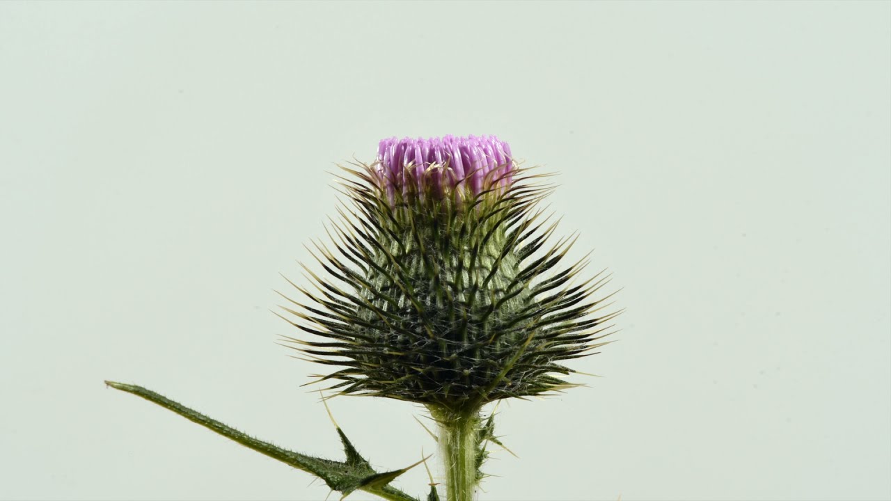 Thistle flower time lapse. The Thistle is the National Emblem of Scotland