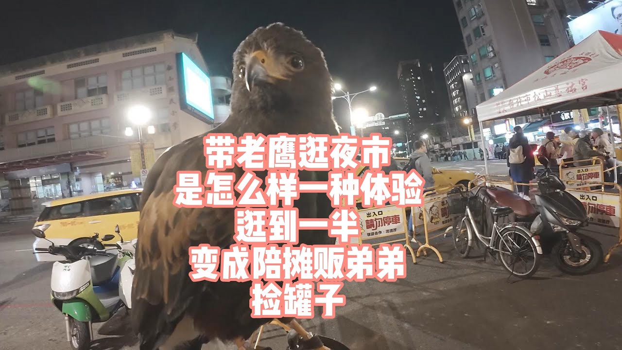 带老鹰逛夜市是一种什么样的体验？逛到一半，又跟商贩弟弟一起捡罐子！