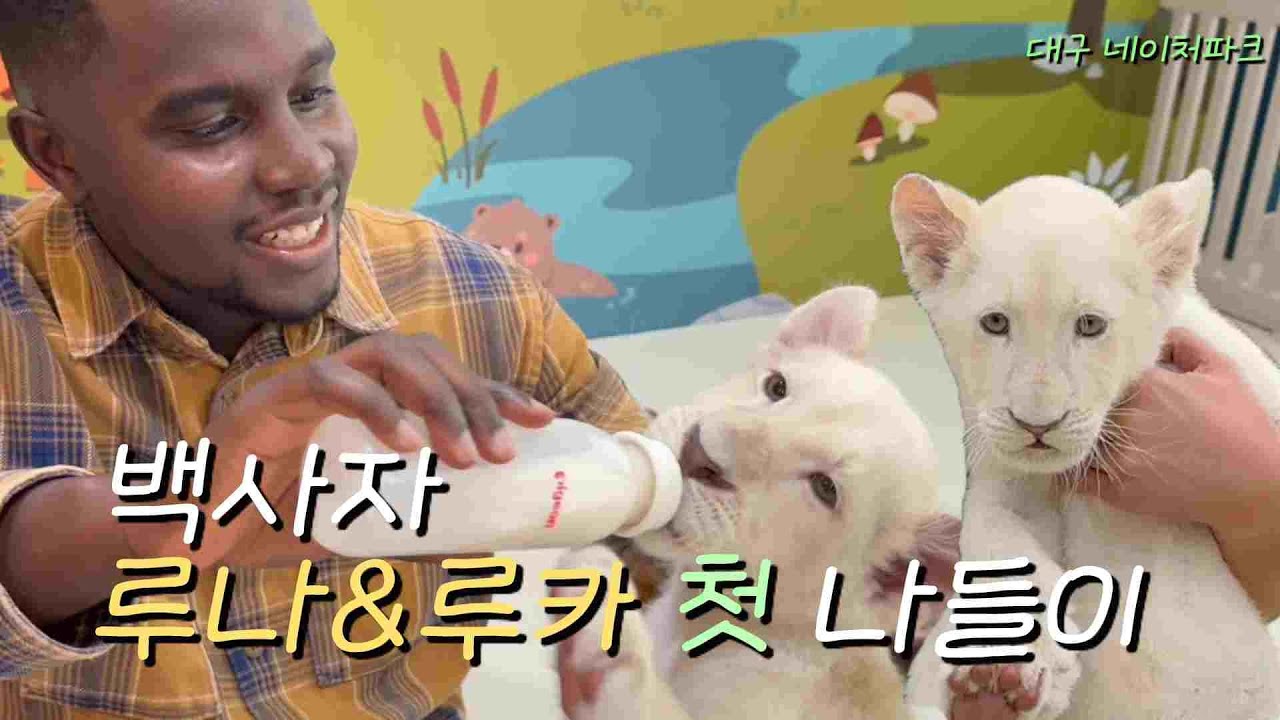 백사자 첫 공개… 로벨라가 직접 만나고 와쒀예 #animal