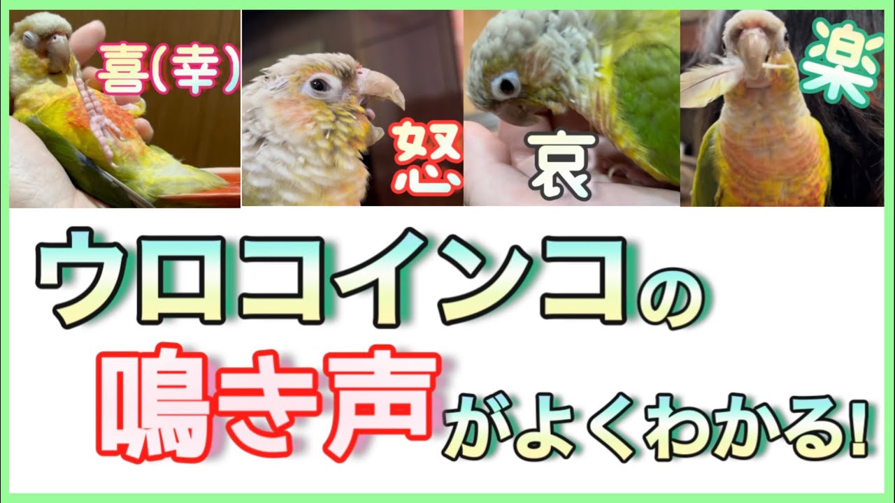 ウロコインコの鳴き声で意味や気持ち(甘え鳴き・呼び鳴き)がわかる！