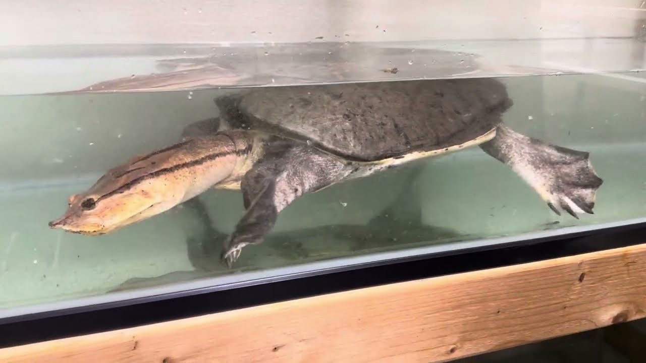 アロワナやカメ達にバッタをあげてみたら、