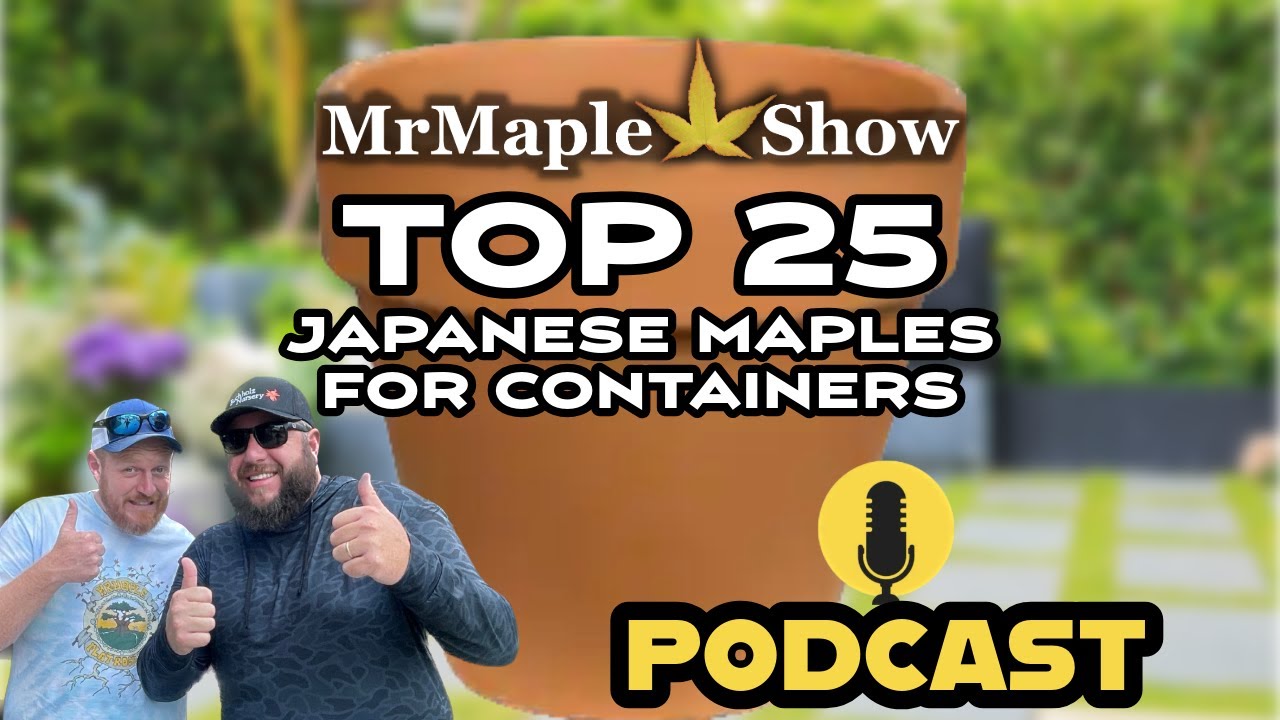 Top 25 Japanese Maples For Containers | MrMaple Show Podcast