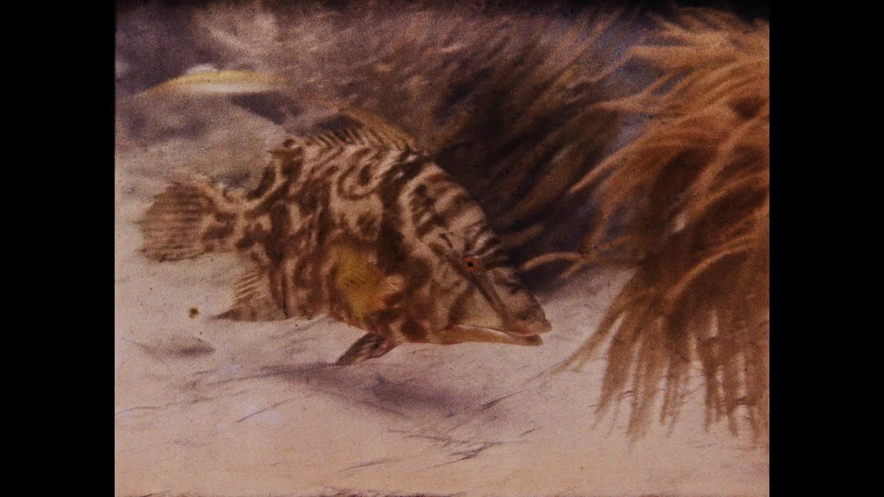 Earliest Photographs and Footage