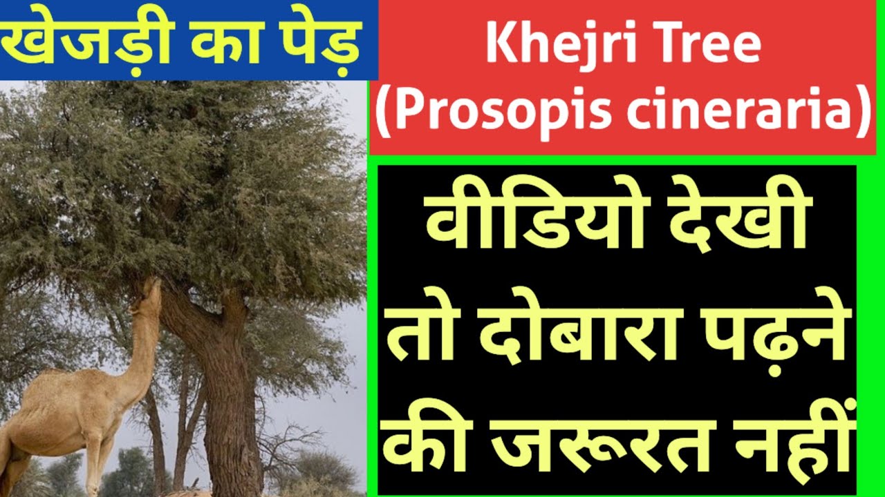 खेजड़ी का पेड़// वीडियो देखी तो दोबारा पढ़ने की जरूरत नहीं// #Khejri Tree (#Prosopis cineraria)