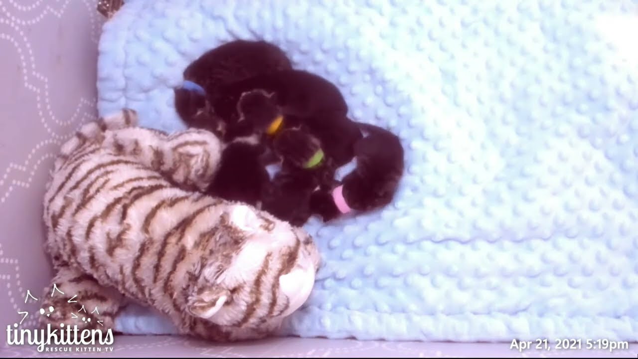 Long, rambling update about Kiwi's 16-hour labor and delivery