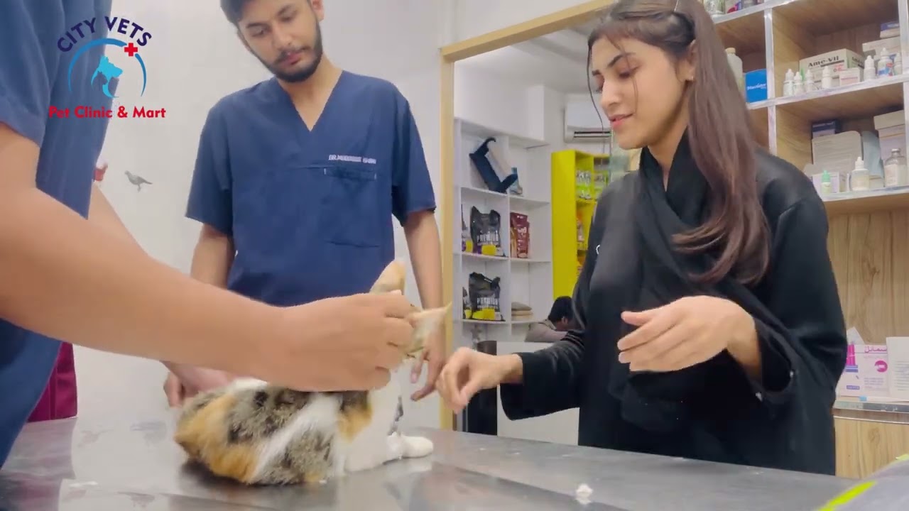 CASE OF THE DAY| CASE STUDY| CITY VETS PET CLINIC