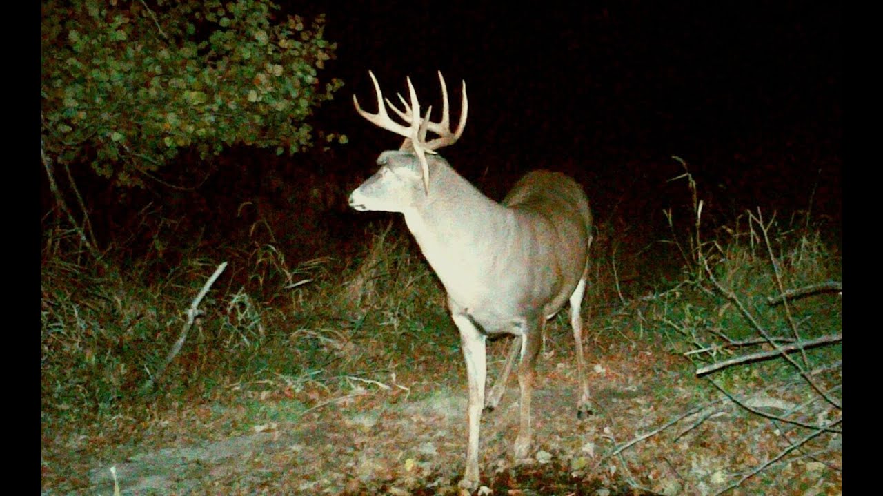 100 ACRES WITH A MILE WATERFRONT - Mainehuntingcamps.com