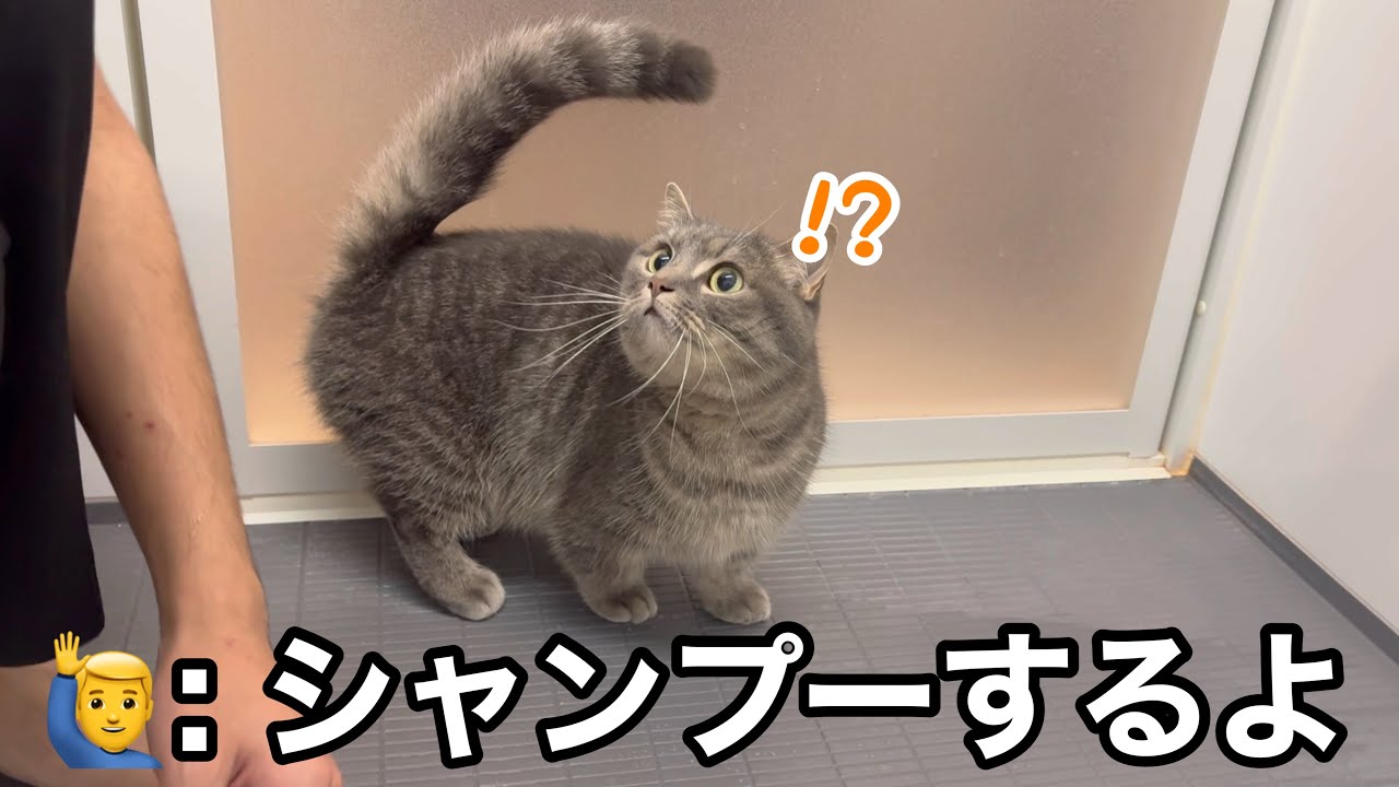 数ヶ月ぶりに猫をシャンプー。覚悟して洗い始めた結果…