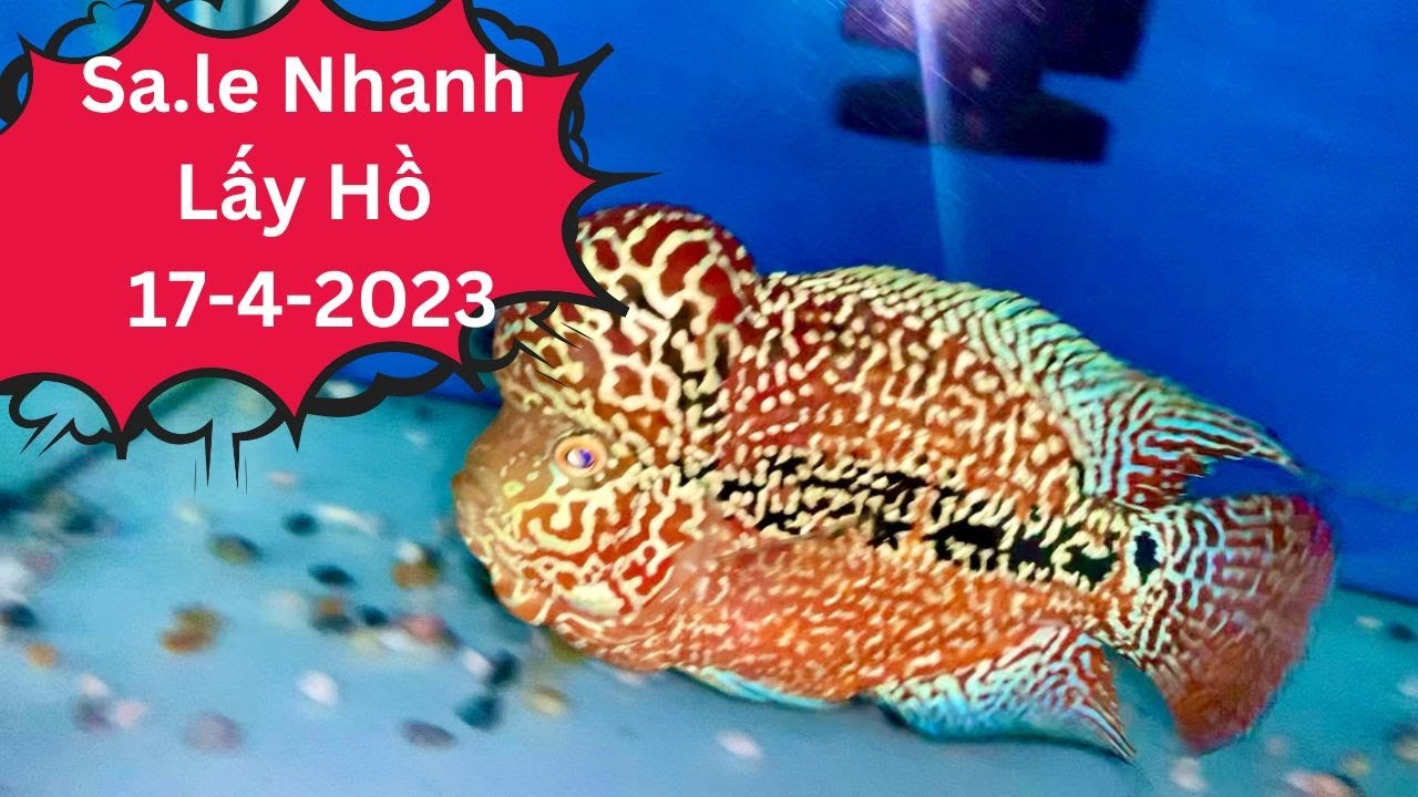 Cá La Hán Sa..le Nhanh Lấy Hồ (17-4-2023)