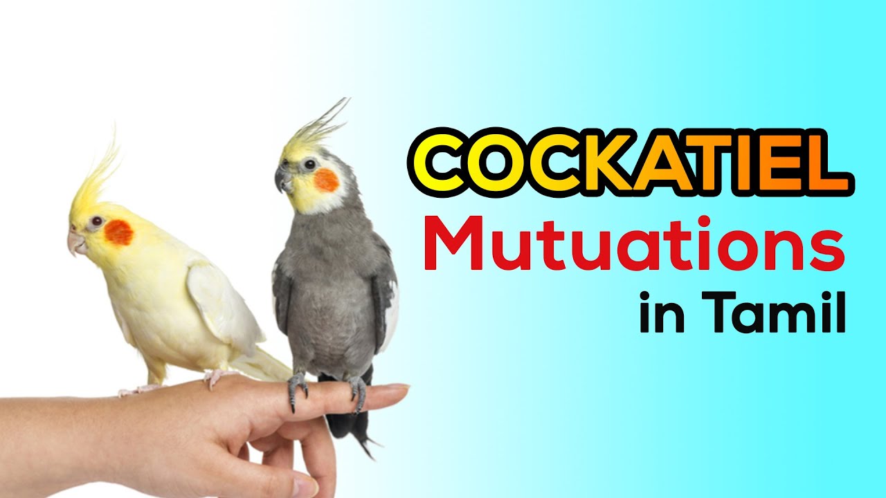 Cockatiel Mutations in Tamil