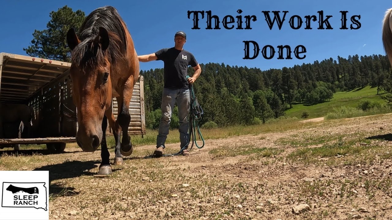 The Horses Get A New Home!
