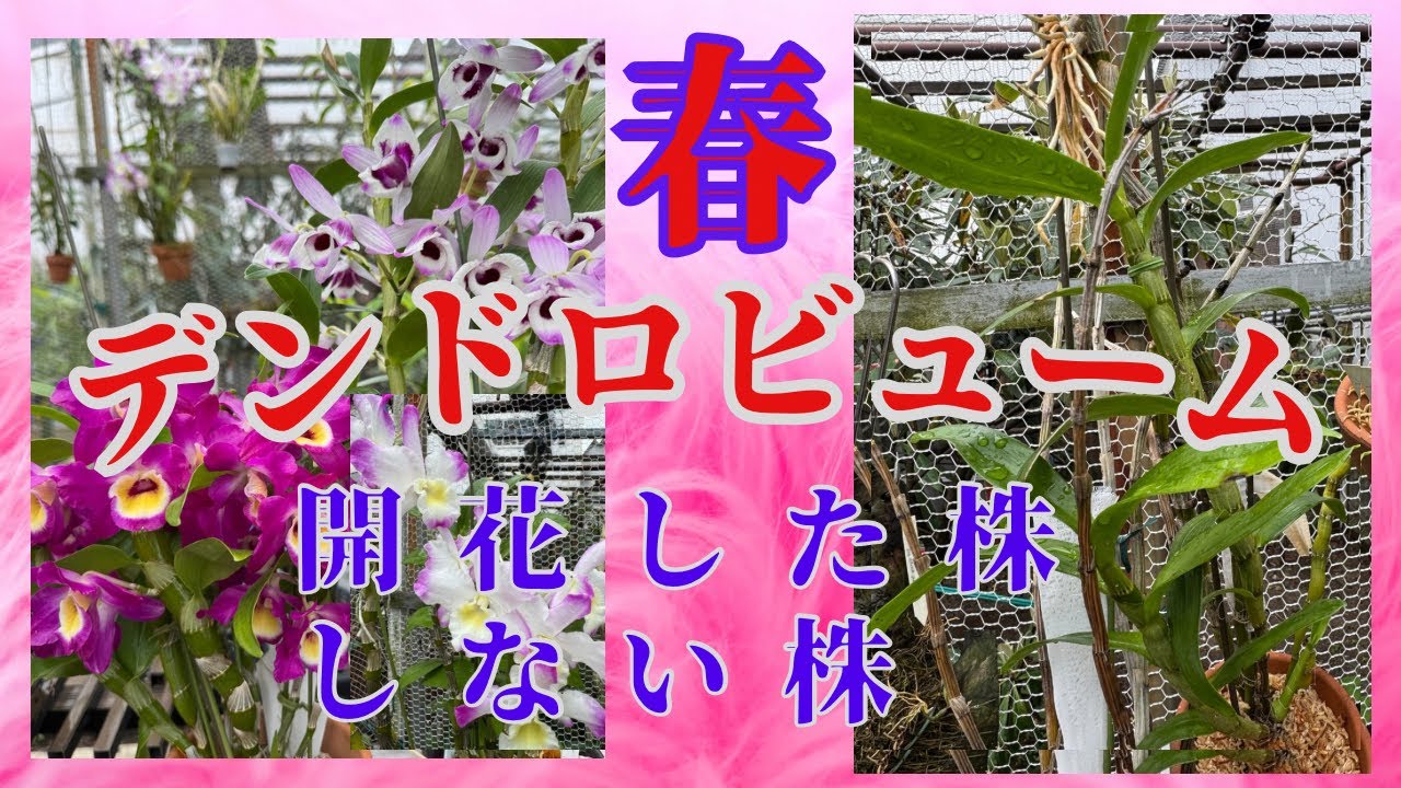 デンドロビューム　ノビル系デンドロ　開花した株　開花しない株
