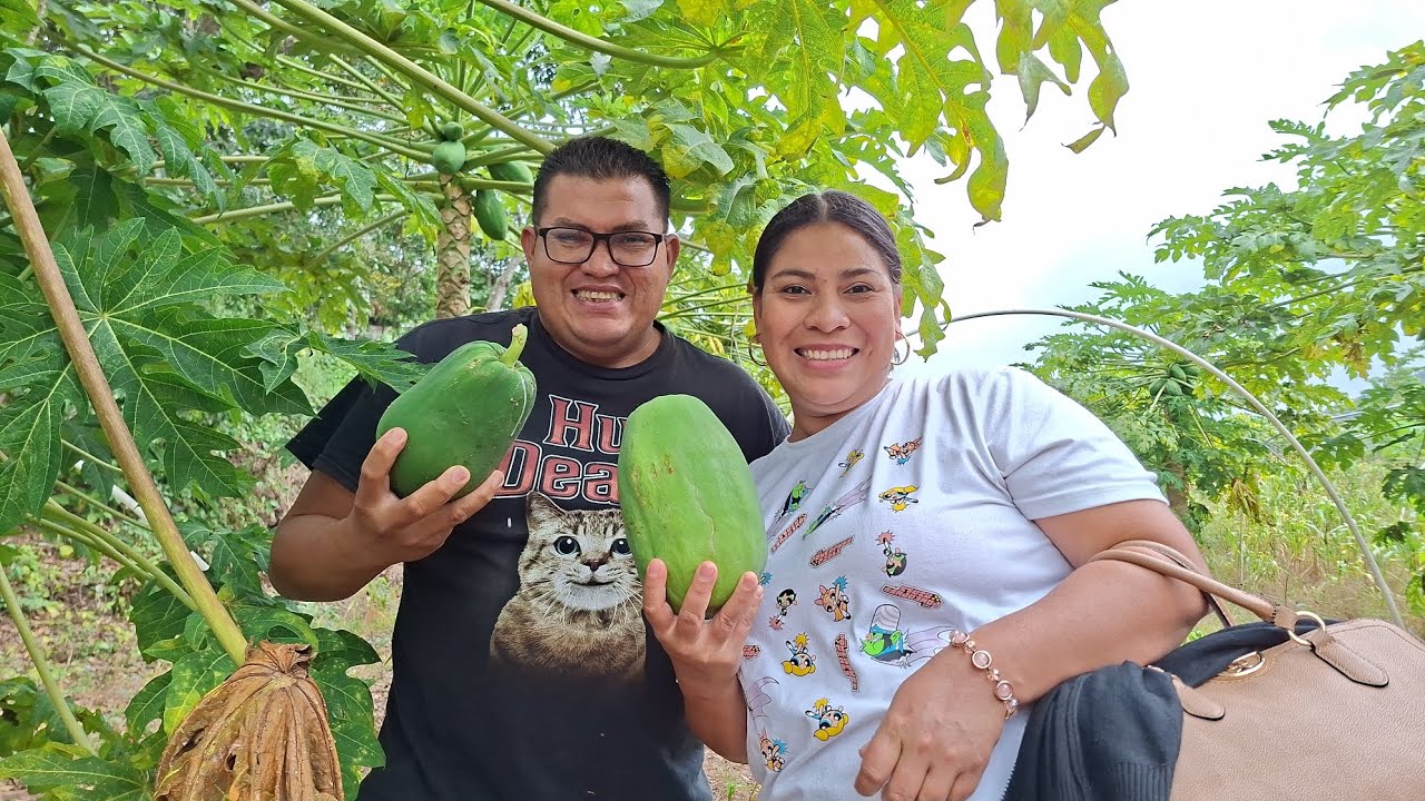 Que belleza de papayas los encontramos en Honduras. Papayas GIGANTES #TURISMO #honduras #viajes 