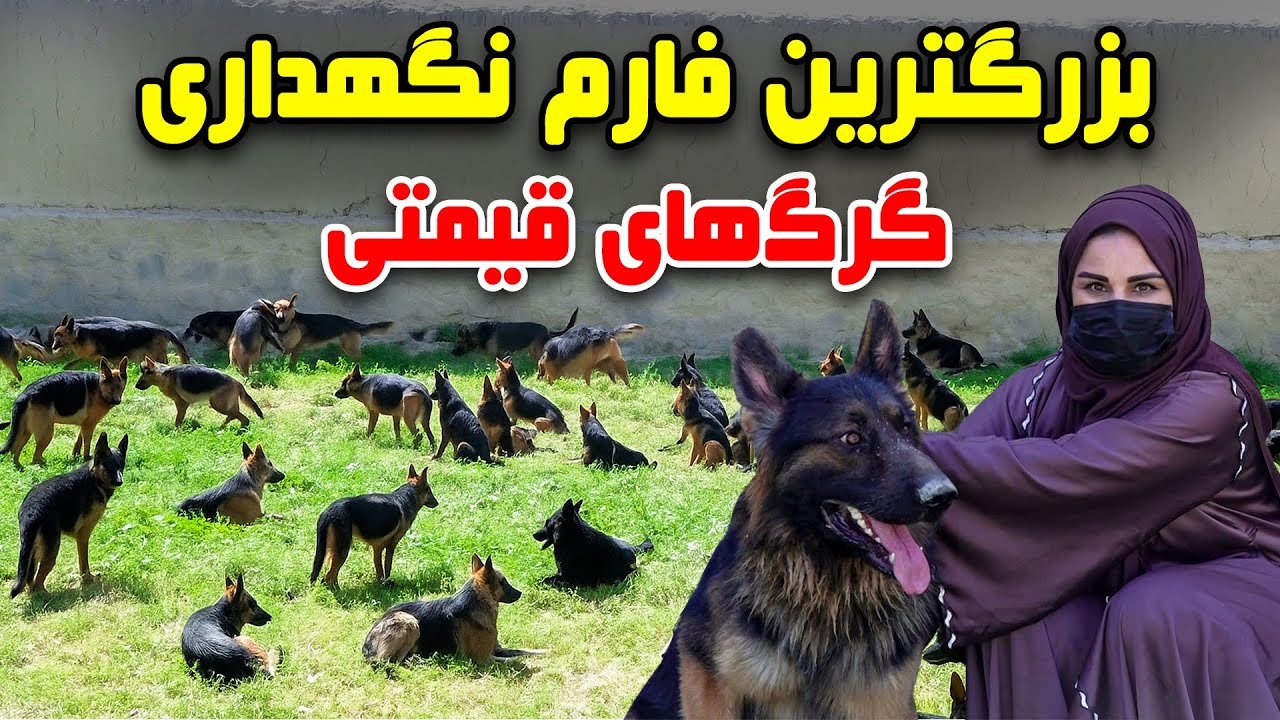 بزرگترین فارم نگهداری گرگ های قیمتی در گزارش فرشته عظیمی
