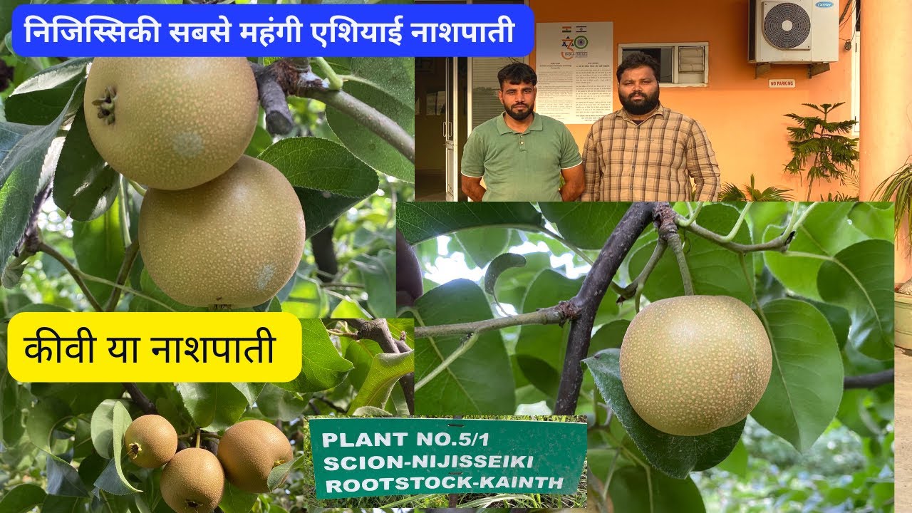 (निजिस्सिकी) एशियाई नाशपाती अपनी देश की सबसे महंगी नाशपाती, Asian Pear Tree #Nijisseiki #jhn