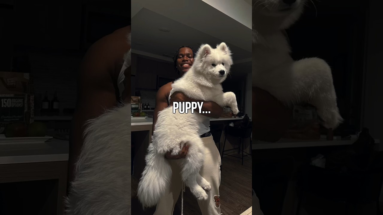 My Samoyed Puppy Yuki Turned 2 Years Old!
