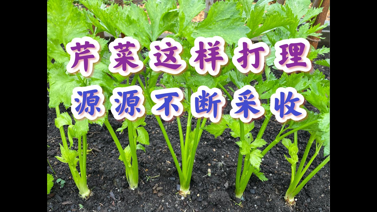 芹菜种植这样打理能源源不断地采收#  99% 人把芹菜最有营养的部分丢弃了。