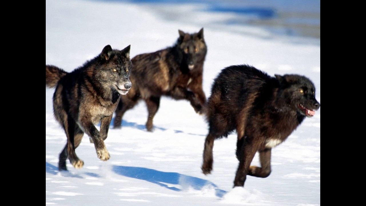 SO MANY WOLVES