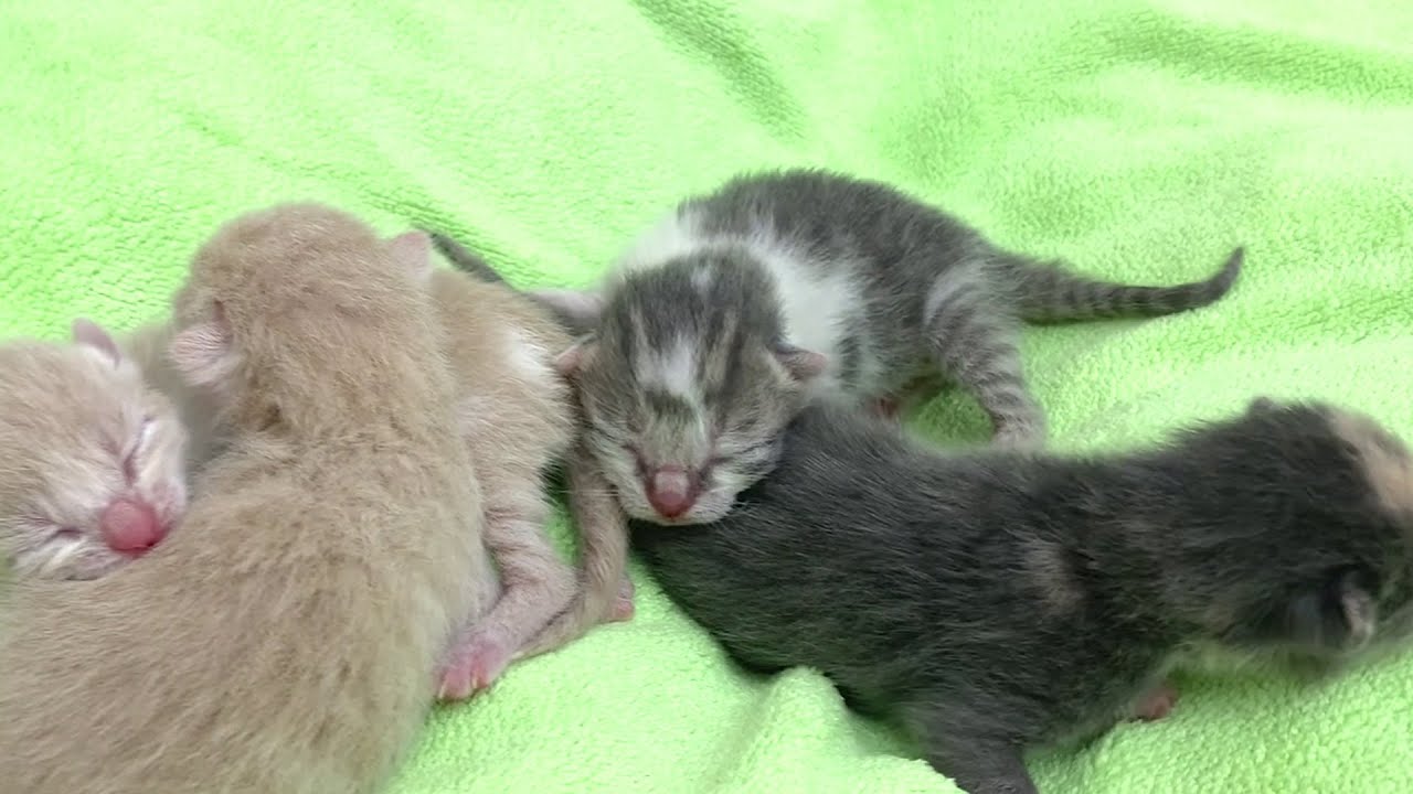 Голодные новорожденные котята плачут по маме! Очаровательные котята мяукают, прося молока!