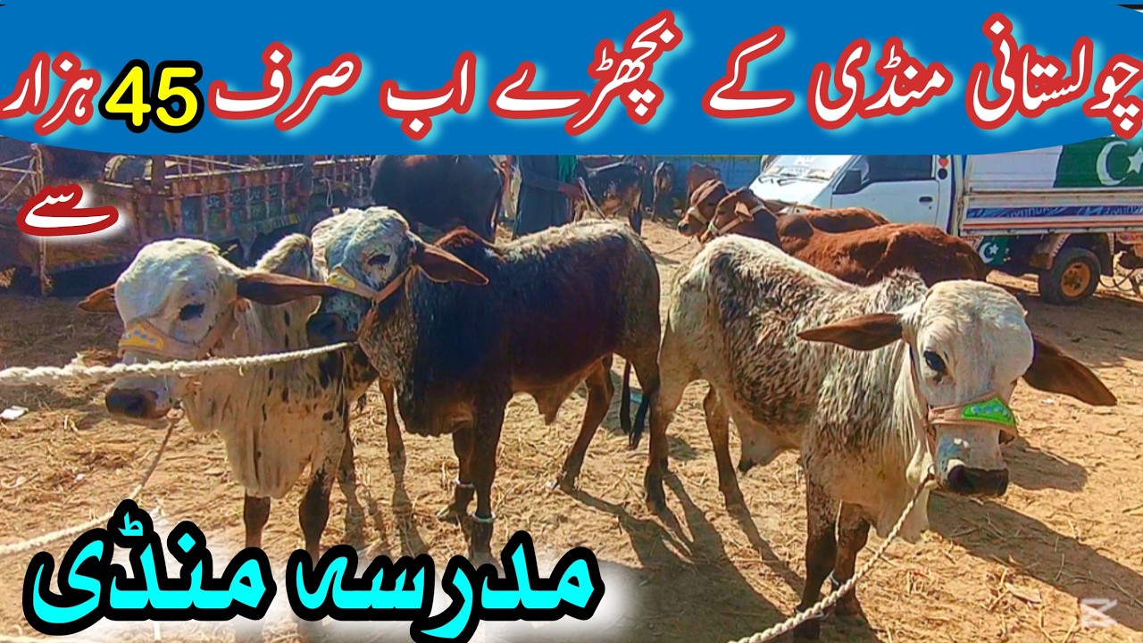 ZERO AND MEDIUM RANG BACHRAY PRICE IN MADRASSA MANDI || Bachra Farming In Pakistan || Sahiwal