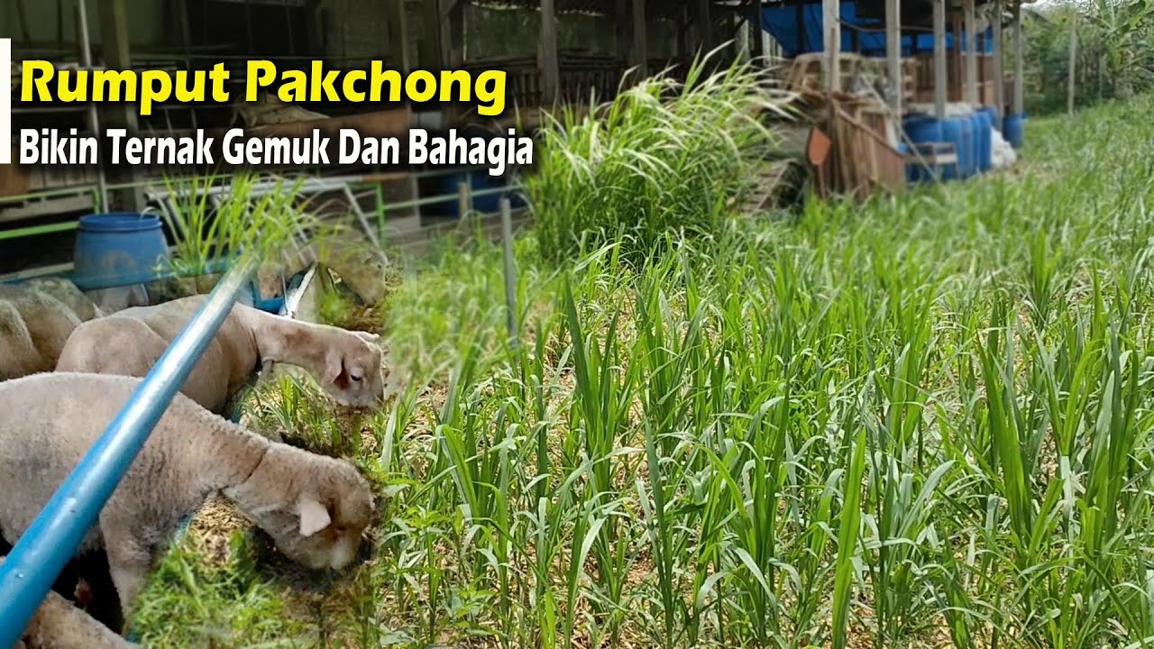 Perbandingan Rumput Pakchong 3 Minggu Setelah Tanam dan Yang Sudah Sering Panen