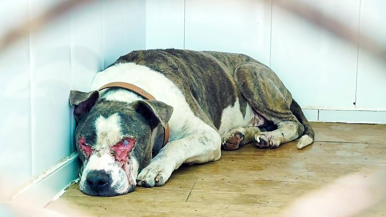 Perro rescatado del infierno busca una familia!