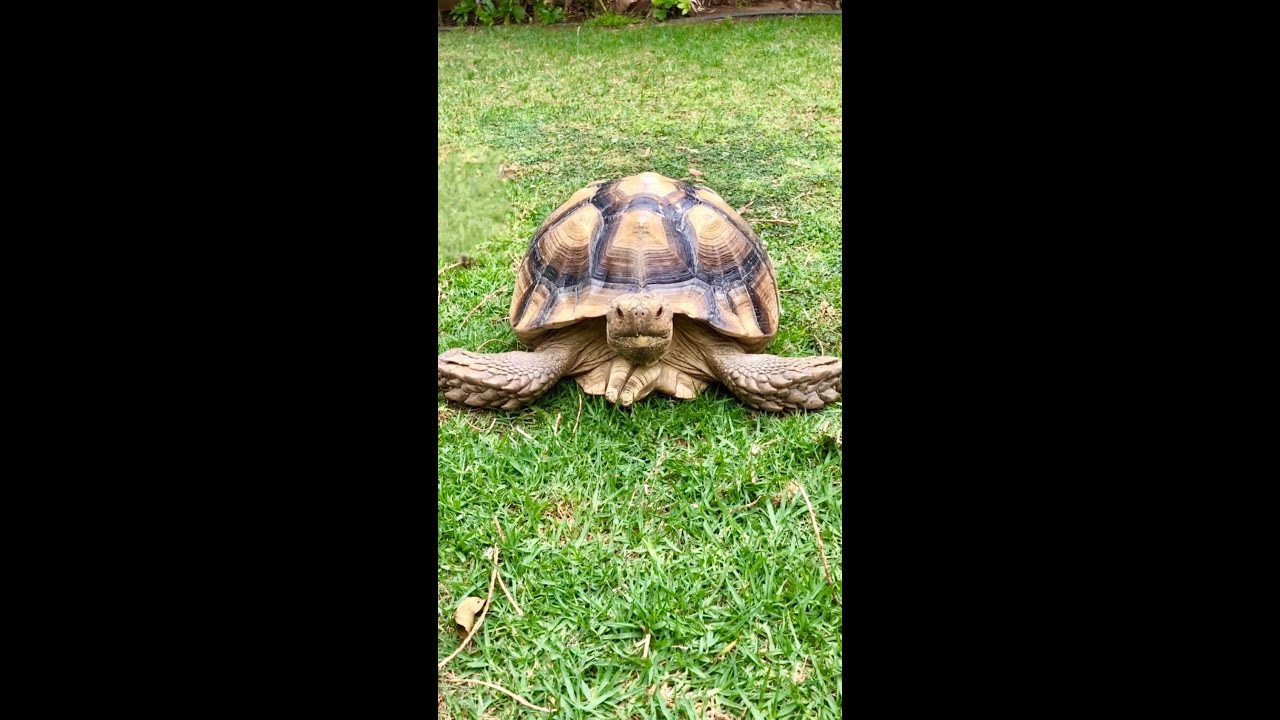 SULCATA TORTOISE CARE!