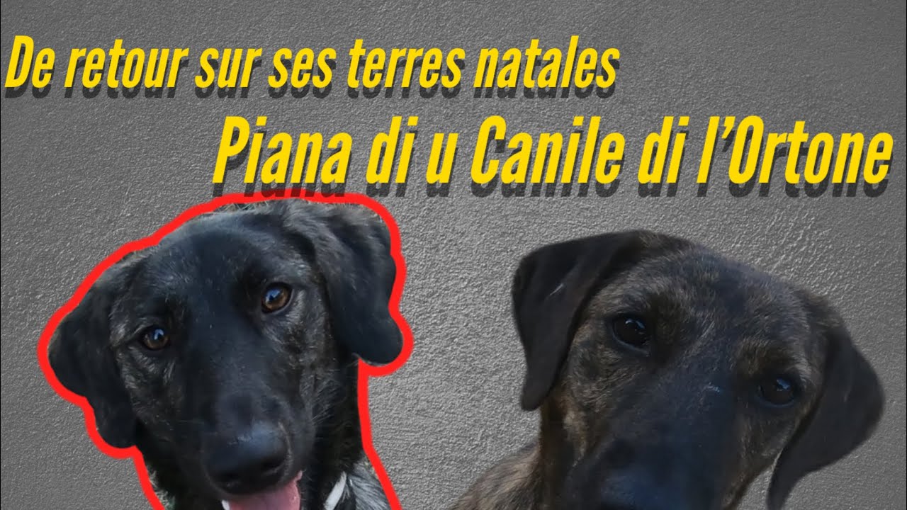 Piana di u Canile di l’Ortone de retours sur ses terres natales !!!